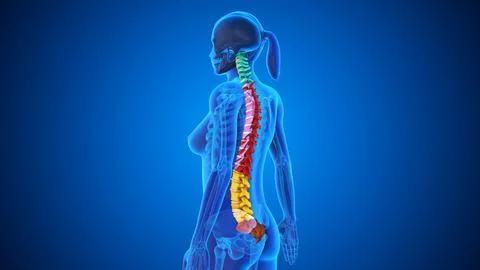 Spinal Cord Vertebral Column of Human Skeleton System Illustration
