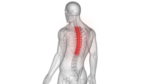 Spinal Cord Vertebral Column Thoracic Vertebrae of Human Skeleton System Anatomy Stock Footage 140702944