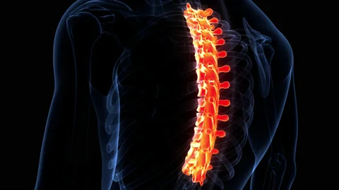 Spinal Cord Vertebral Column Thoracic Vertebrae of Human Skeleton System Anatomy Stock Footage 166601217