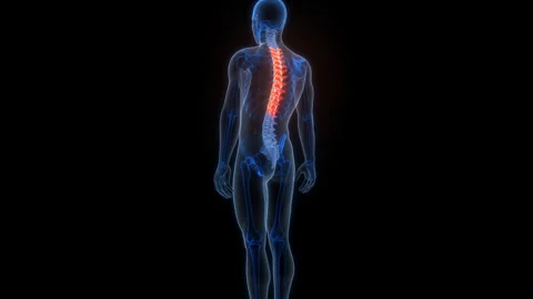 Spinal Cord Vertebral Column Thoracic Vertebrae of Human Skeleton System Anatomy Stock Footage 303625224