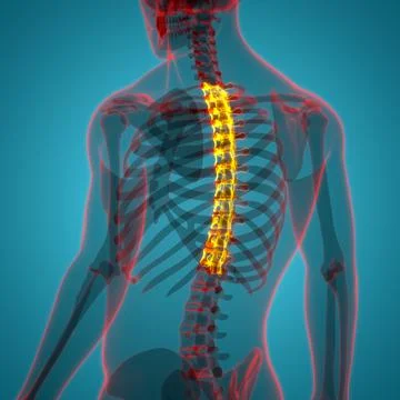 Spinal Cord Vertebral Column Thoracic Vertebrae of Human Skeleton System Anatomy Stock Illustration