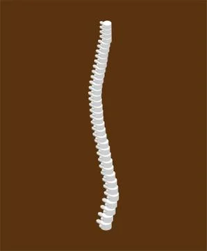 Spinal isometric isolated. 3D Bones. Human bone system Stock-Illustration