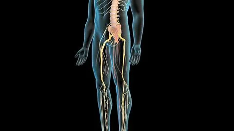 Spinal nerve root impingement - 3D illustration Stock Illustration