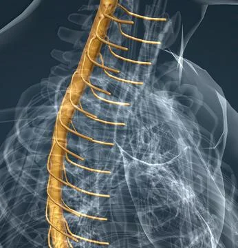 Spinal nerves are grouped into the corresponding cervical, thoracic, lumbar.. Stock Illustration