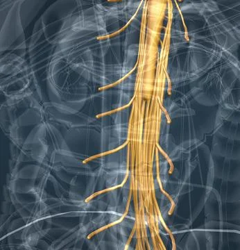 Spinal nerves are grouped into the corresponding cervical, thoracic, lumbar.. Stock Illustration