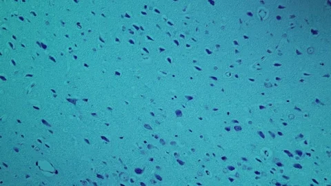 Spinal nerves cells under the microscope Stock Footage 343131769