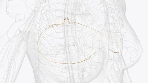 The spinal nerves spring from the medulla spinalis, and are transmitted thr.. Stock Illustration
