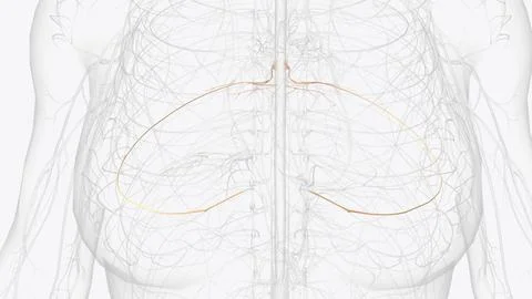 The spinal nerves spring from the medulla spinalis, and are transmitted thr.. Stock Illustration