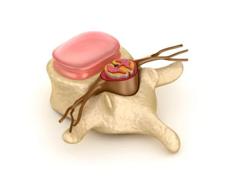 Spinal segment with a disk Stock-Illustration