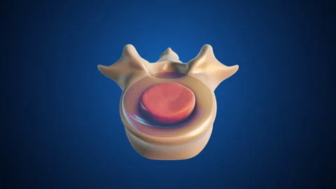 Spinal Stability Ensured by Nucleus and Annulus Stock Footage 286956742