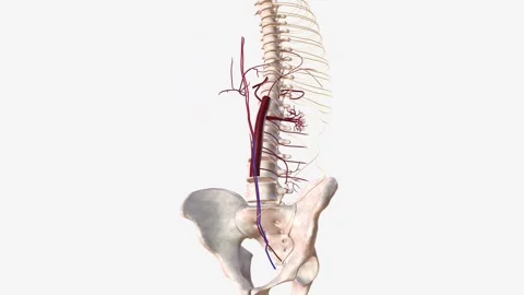 Spinal system and left lower epigastric artery Stock Footage 247265902