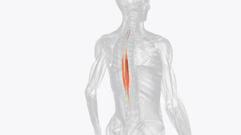 The spinalis is a deep muscle of the back Illustrazione stock