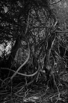 Spindely thicket growth Stock Photos