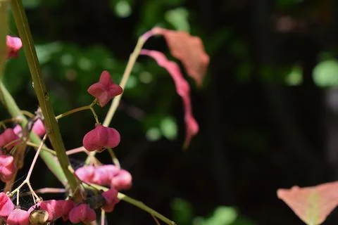 Spindle berries on a bush in the forest close-up. Stock-Fotos