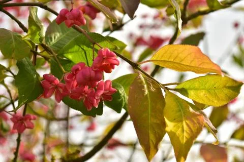 Spindle bush red tree german garden in autumn Stock Photos