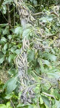Spindle Ermine Moth Cluster Photos