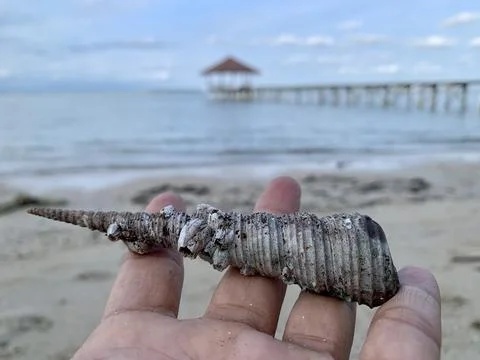 Spindle Sea Shell Resting on Hand at Tanjung Lesung Beach Stock Photos