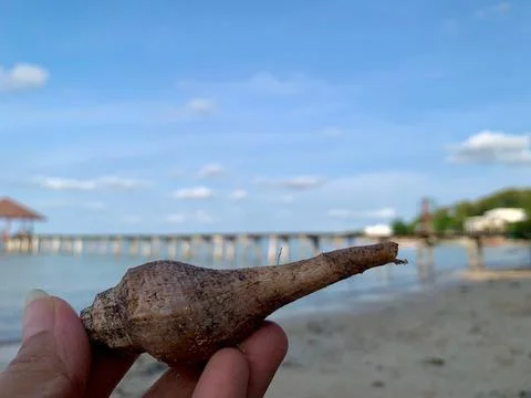 Spindle Seashell Held by Hand at Tanjung Lesung Beach Stock Photos