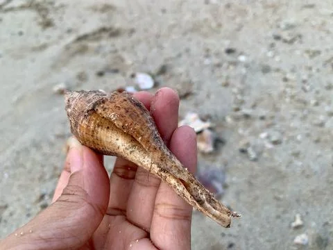 Spindle Seashell Held by Hand at Tanjung Lesung Beach Fotos de archivo