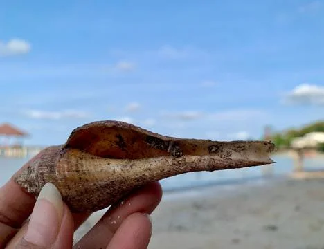 Spindle Seashell Held by Hand at Tanjung Lesung Beach Stock Photos