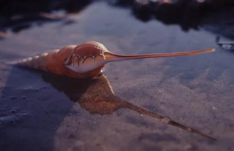 Spindle Tibia, USA Stock Photos