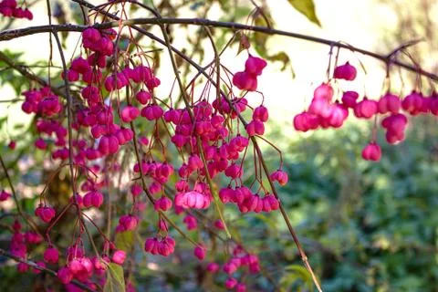 Spindle tree in the autumn Stock Photos