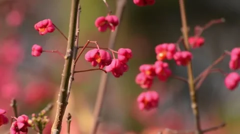 Spindle tree (Euonymus hamiltonianus) Stock Footage 12766839
