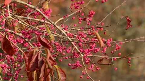 Spindle tree (Euonymus hamiltonianus) Stock Footage 12766848
