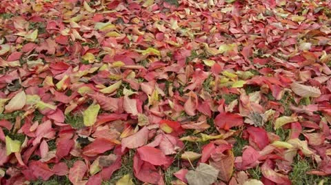 Spindle tree (Euonymus hamiltonianus) Stock Footage 18008180