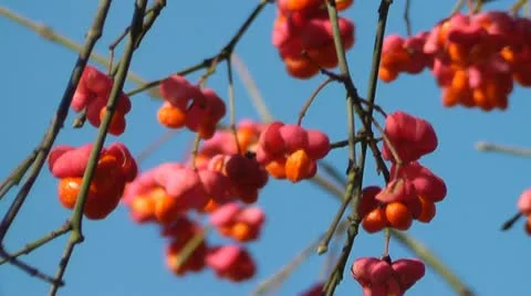 Spindle Tree Stock Footage 12439375