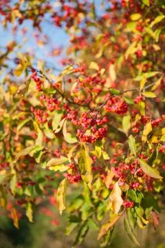 Spindle tree Stock Photos
