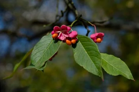 Spindle tree Stock Photos