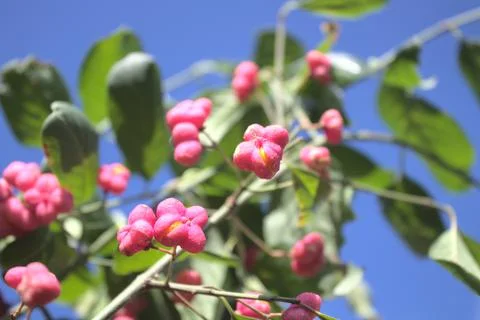 Spindle tree Stock Photos