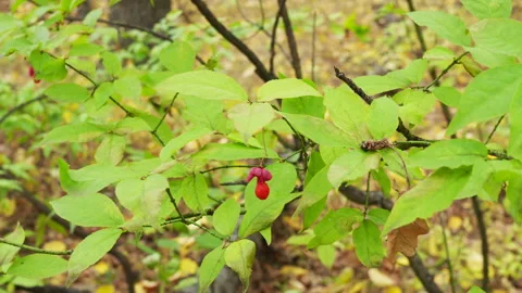 Spindle Tree, Red Cascade Euonymus europaeus , autumn flowers Stock Footage 164662993