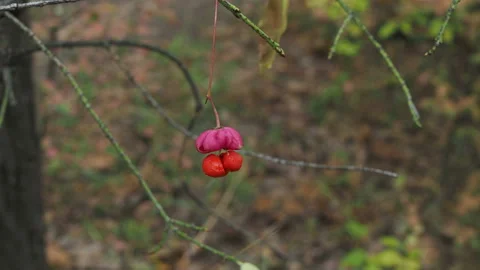 Spindle Tree, Red Cascade Euonymus europaeus , autumn flowers Stock Footage 164662994