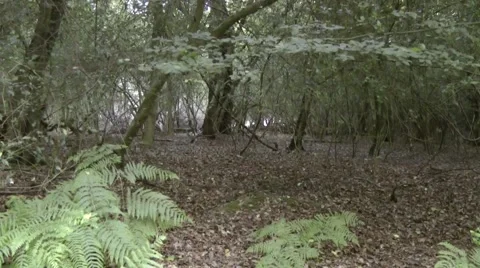 Spindly Trees in Epping Forest Stock Footage 41426247