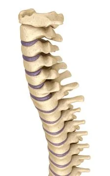 Spine anatomy , 3d render Stock Illustration