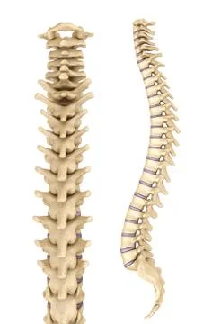 Spine anatomy , 3d render Stock-Illustration