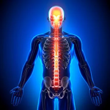 Spine - Anatomy Bones Stock Illustration