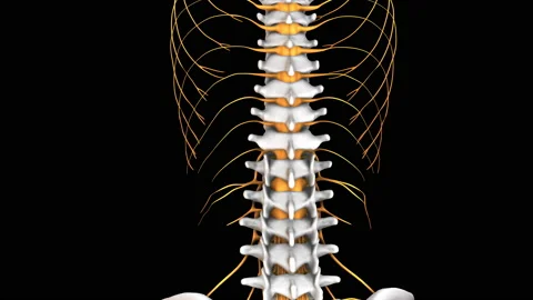 Spine anatomy Stock Footage 165063661