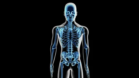 Spine Anatomy Labeled Stock Footage 112579992