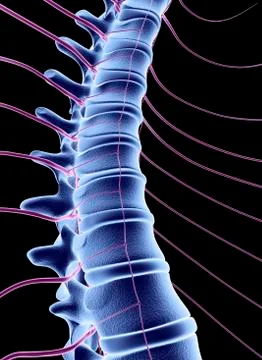 Spine and spinal nerves, computer artwork Stock Illustration