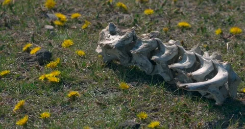 Spine bone segment on meadow Video stock 336756680