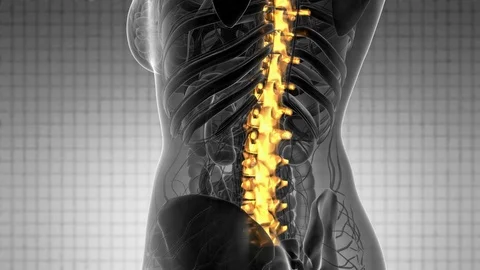 SPINE bone skeleton x-ray scan Stock Footage 79063423