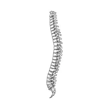 Spine bone sketch icon, human skeleton Stock Illustration