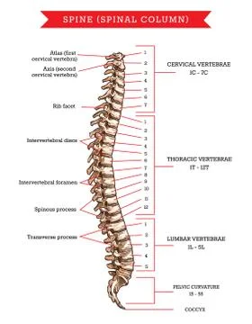 Spine bones anatomy, vector sketch of backbone Stock Illustration