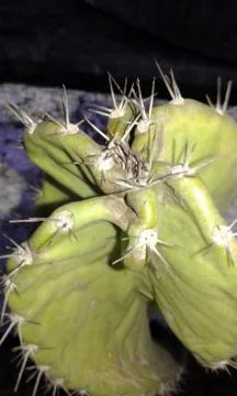 SPINE OF CACTUS Stock Photos