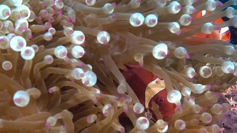 Spine Cheek Anemonefish Stock Footage 77256657
