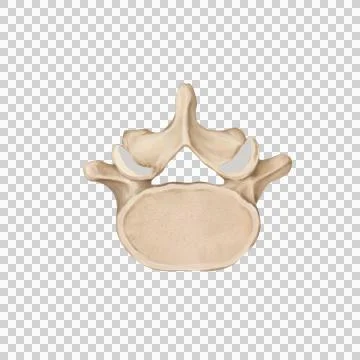 Spine, disc level Stock Illustration