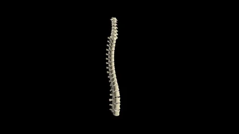 Spine Stock Footage 113217633